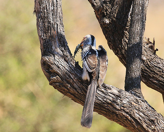 Yellow-billed hornbill