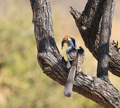 Yellow-billed hornbill