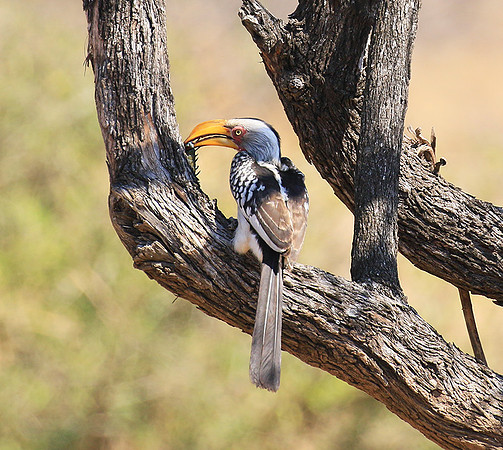 Yellow-billed hornbill
