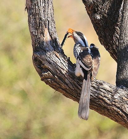Yellow-billed hornbill