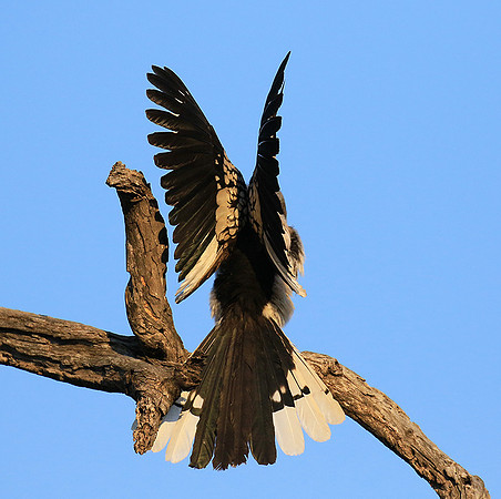 Yellow-billed hornbill