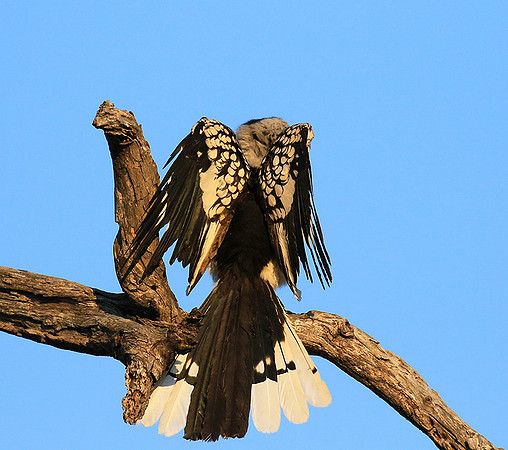Yellow-billed hornbill