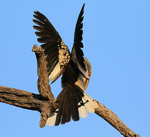 Yellow-billed hornbill