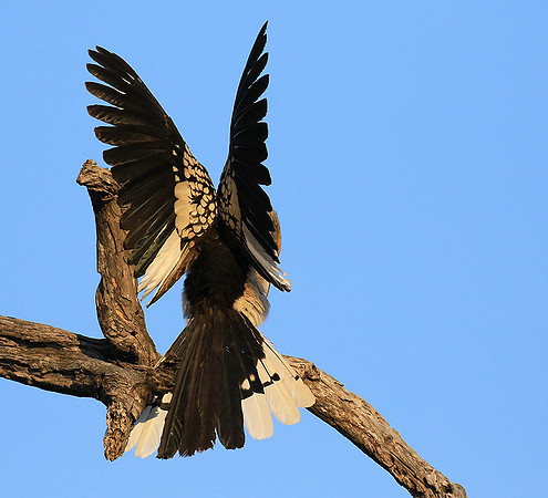 Yellow-billed hornbill