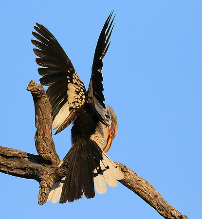 Yellow-billed hornbill