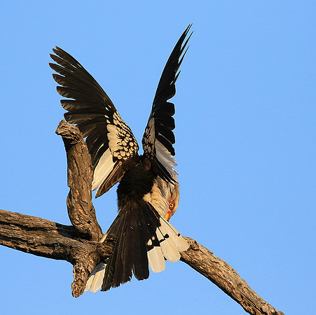 Yellow-billed hornbill