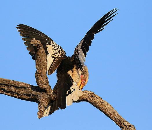 Yellow-billed hornbill