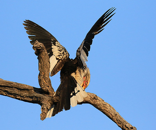 Yellow-billed hornbill
