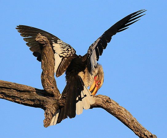 Yellow-billed hornbill