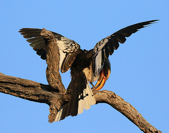 Yellow-billed hornbill