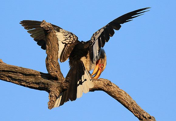 Yellow-billed hornbill