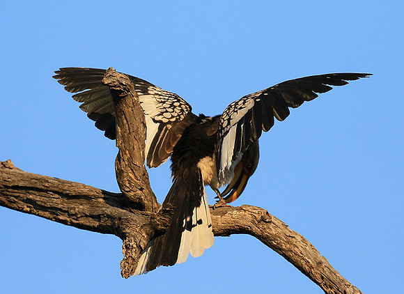 Yellow-billed hornbill