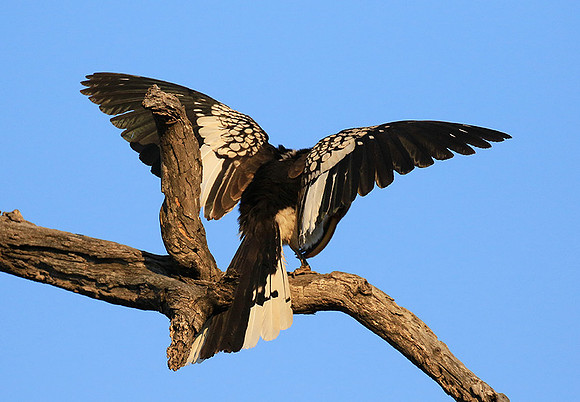 Yellow-billed hornbill