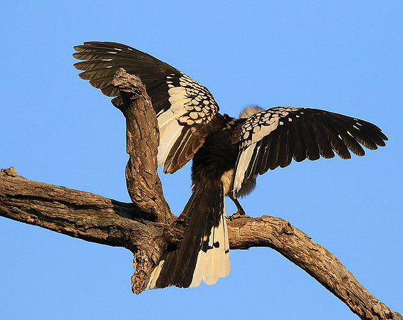 Yellow-billed hornbill