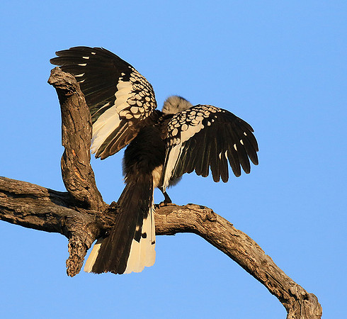 Yellow-billed hornbill