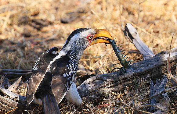 Yellow-billed hornbill