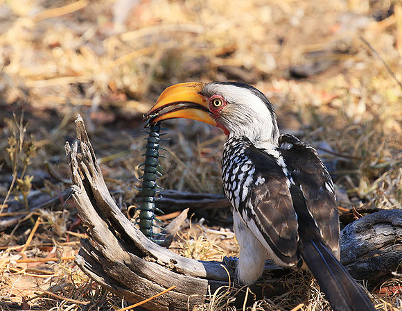 Yellow-billed hornbill