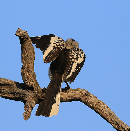 Yellow-billed hornbill