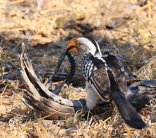 Yellow-billed hornbill