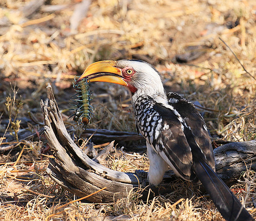 Yellow-billed hornbill