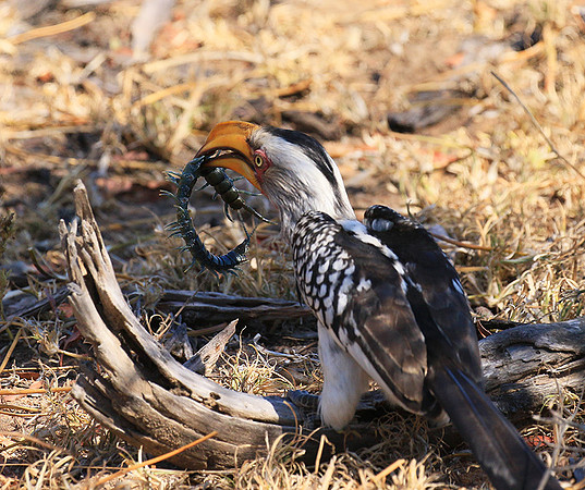 Yellow-billed hornbill