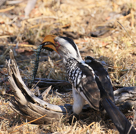 Yellow-billed hornbill