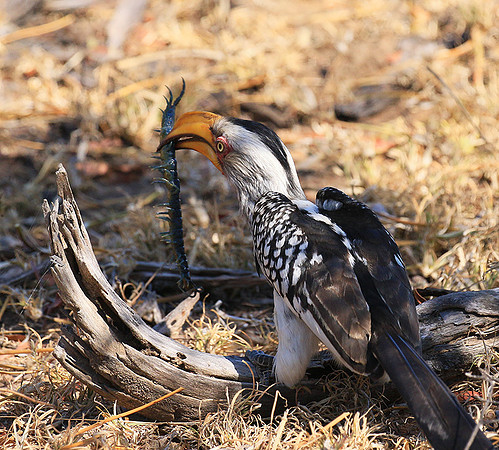 Yellow-billed hornbill