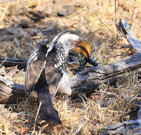 Yellow-billed hornbill