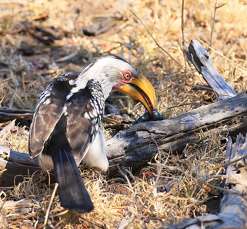Yellow-billed hornbill