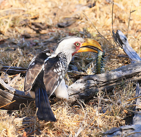 Yellow-billed hornbill