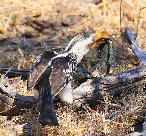 Yellow-billed hornbill