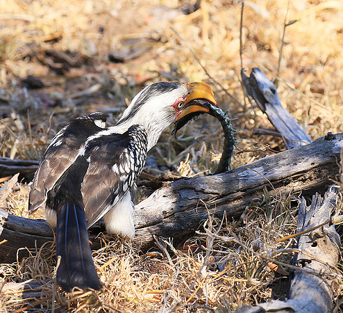 Yellow-billed hornbill