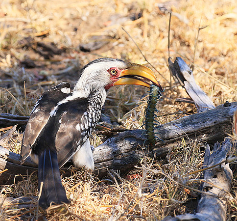 Yellow-billed hornbill