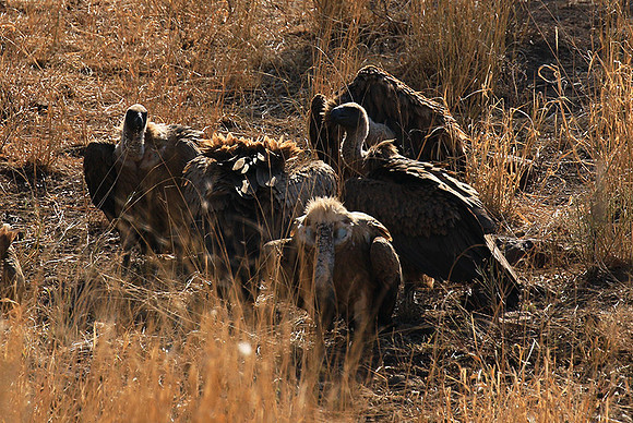 White-backed vulture