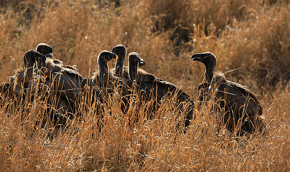 White-backed vulture
