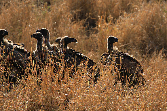 White-backed vulture