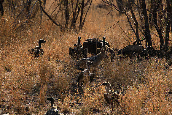 White-backed vulture