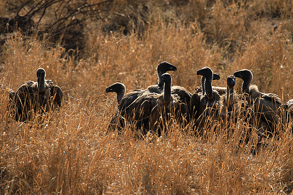 White-backed vulture
