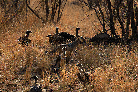 White-backed vulture