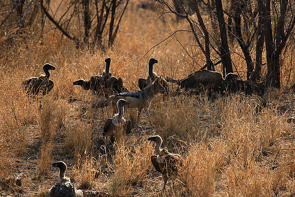 White-backed vulture