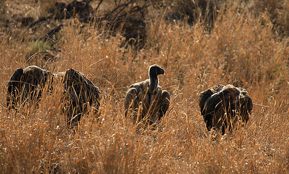 White-backed vulture