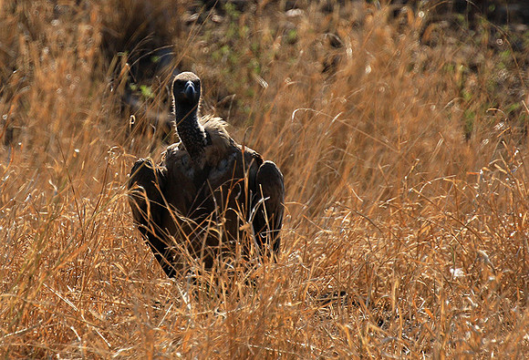White-backed vulture