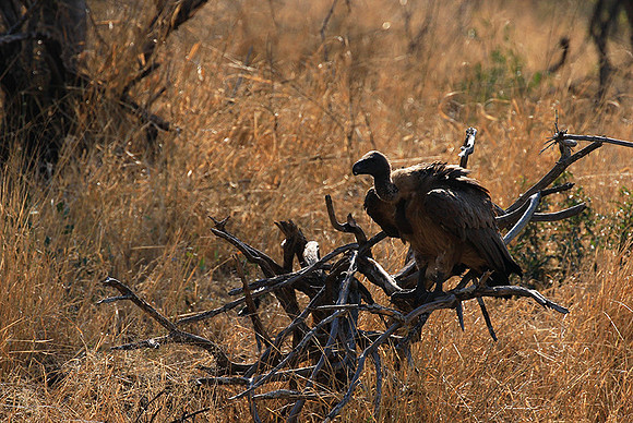White-backed vulture
