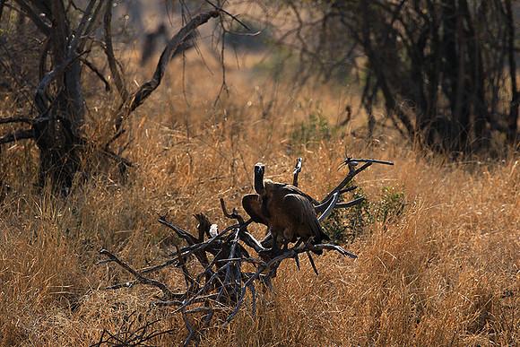 White-backed vulture