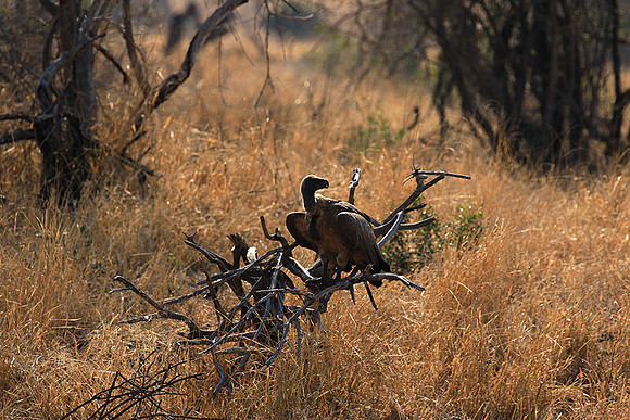 White-backed vulture