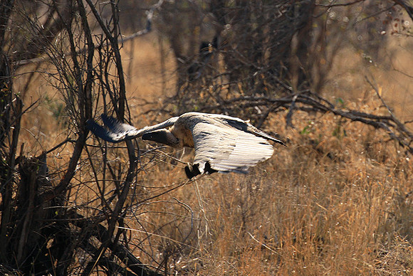 White-backed vulture