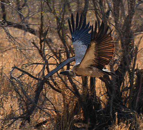 White-backed vulture