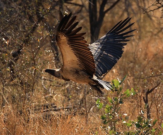 White-backed vulture
