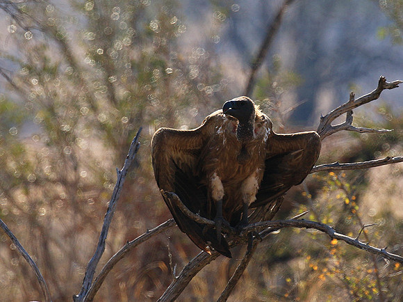 White-backed vulture