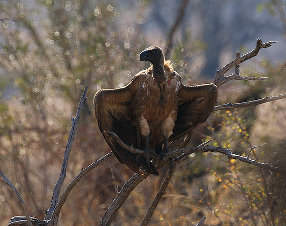 White-backed vulture
